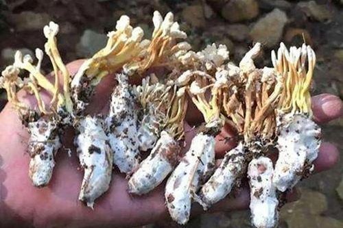 Sửng sốt cây mọc ra từ xác ve, chuyên gia thốt lên: 'Quý hơn vàng!'
