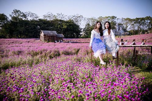 Thảo nguyên bách nhật tím hồng bung nở, quyến rũ người yêu hoa