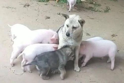 Bị đàn lợn con xếp hàng xin 'ti trực', chó mẹ mới sinh bế tắc, hoang mang cầu cứu