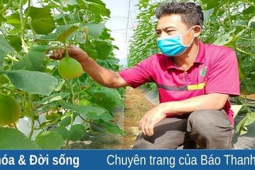 Dưa vàng Viên Hương khẳng định chất lượng OCOP