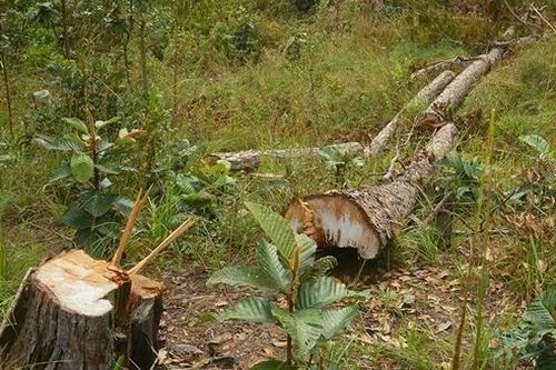 Đua nhau phá rừng, lấn chiếm đất dự án ở Lâm Đồng