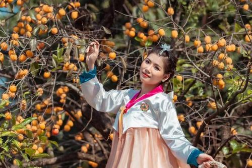 Giới trẻ thi nhau check-in bên cây hồng gần 200 tuổi ở Ninh Bình