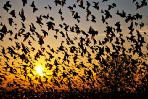 Bí ẩn ngôi làng hàng ngàn con chim tìm về 'tự sát' tập thể