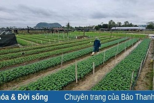 Đẩy mạnh phong trào nông dân sản xuất, kinh doanh giỏi
