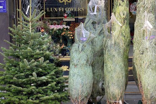 Thông tươi nhập ngoại giá chục triệu đồng 'cháy hàng' dịp Noel