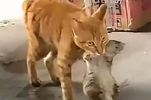 Thấy mèo cưng ngậm 'vật thể lạ' trong miệng, chủ nhân hoảng hồn, phải dụi mắt nhìn cho kỹ