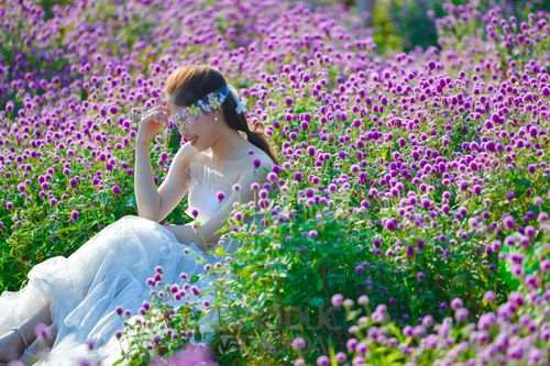 Mê mẩn cánh đồng cúc bách nhật tím lịm giữa lòng Thủ đô