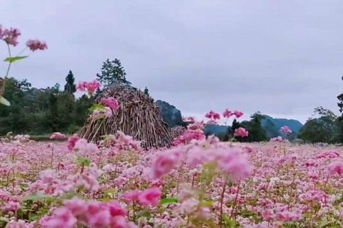 Hà Giang livestreame trực tiếp quảng bá mùa hoa Tam giác mạch