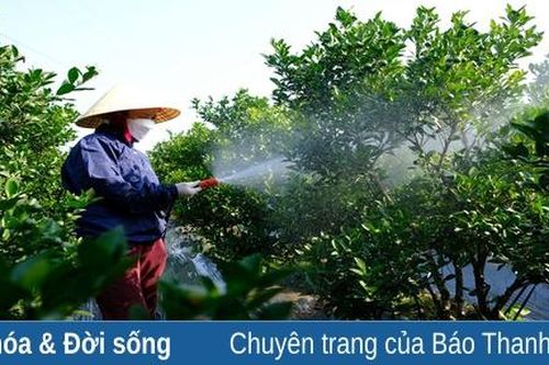 Nông dân Hợp Lý chăm sóc quất vụ Tết