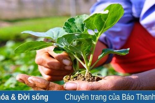 Nông dân Thanh Hóa trồng rau màu phục vụ thị trường tết