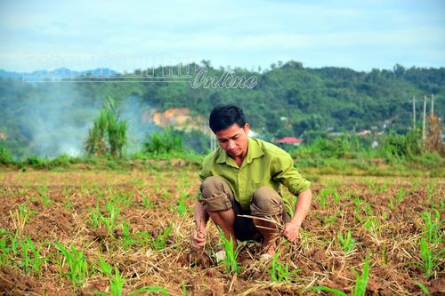 Nà Hỳ tập trung gieo trồng cây vụ đông
