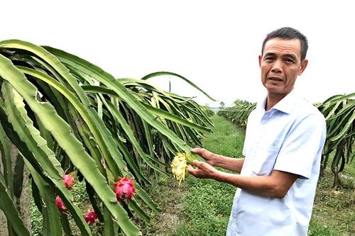 Nông dân Việt Trì học và làm theo Bác