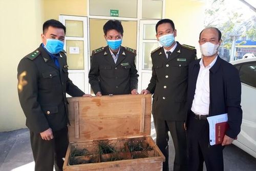 12 cá thể rùa Sa nhân sẽ được thả về tự nhiên sau khi hồi phục sức khỏe
