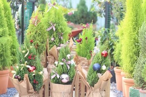 'Cây thông mini' đắt khách mùa Giáng sinh 2021