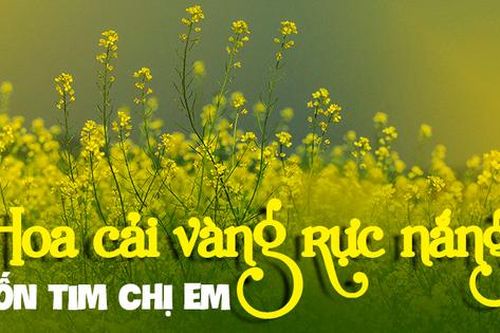 Người Hà Nội 'chill' cùng hoa cải vàng rực nắng