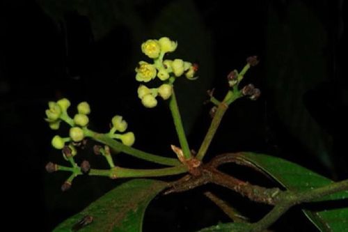 Phát hiện loài thực vật mới ở Việt Nam: Cực hiếm và nguy cấp!