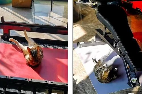 Cưng xỉu với chú mèo miệt mài gập bụng, giảm mỡ