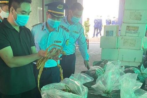 Phát hiện 7,5 tấn lòng lợn nhiễm dịch tả châu Phi tại Hải Phòng