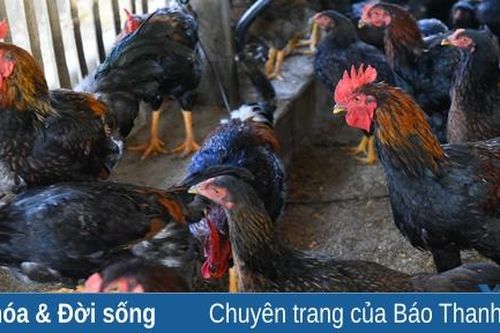 Gà đồi Năm Dung trở thành sản phẩm OCOP
