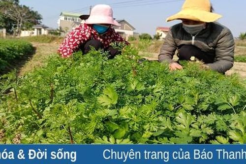 Hoằng Hợp sản xuất rau an toàn phục vụ tết
