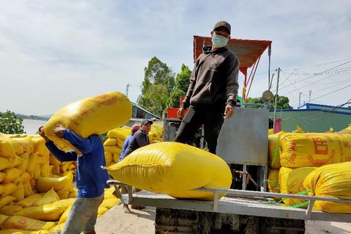 Phú Tân kêu gọi doanh nghiệp và nông dân tham gia liên kết tiêu thụ lúa, nếp