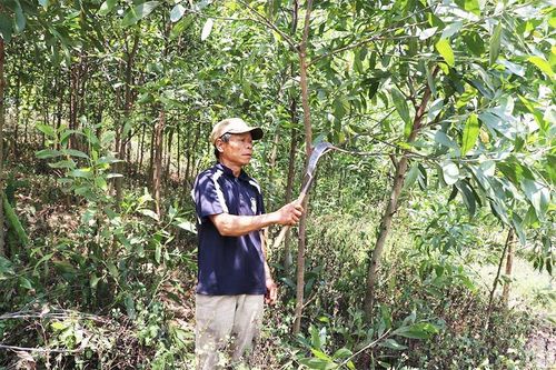 Làm giàu từ trồng rừng