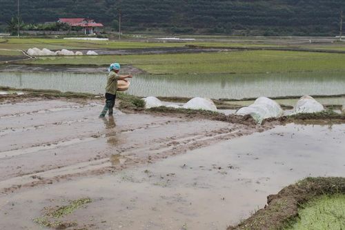 Không nên gieo cấy lúa sớm trước tháng 2