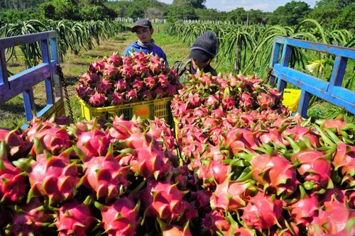 Xuất khẩu nông sản sang Trung Quốc: Đừng mãi chỉ lo tắc đường