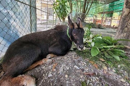 Khởi tố nhóm săn bắt và mua bán động vật quý hiếm