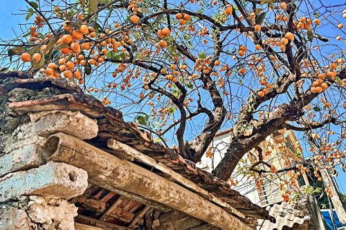 Cây hồng cổ Ninh Bình bất ngờ nổi tiếng: Khách xếp hàng thăm, gia chủ 'vừa mừng vừa lo'