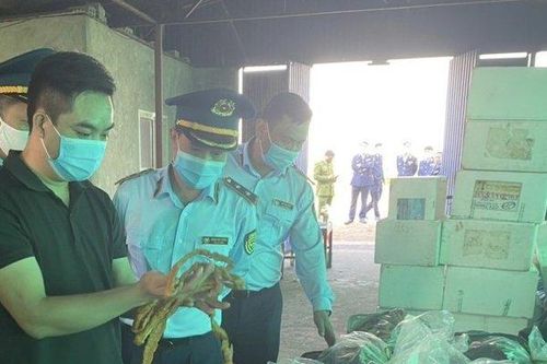 Hải Phòng: Phát hiện 7,5 tấn lòng lợn nhiễm dịch tả châu Phi