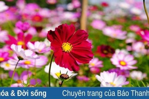 Cánh đồng hoa Tào Xuyên hút khách