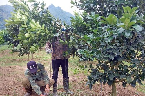 Áp dụng kỹ thuật tỉa cành, tạo tán trên cây ăn quả