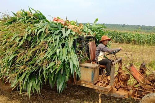 Chư Sê đẩy mạnh chuyển dịch cơ cấu cây trồng, vật nuôi
