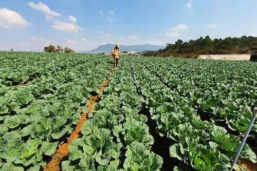 Đà Lạt: Gieo trồng hơn 2.500 ha rau, củ vụ Đông Xuân