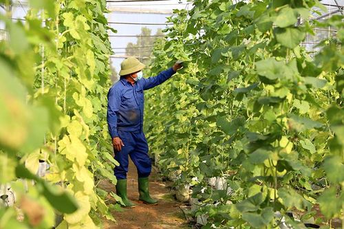 Tạo động lực phát triển nông nghiệp, nông thôn