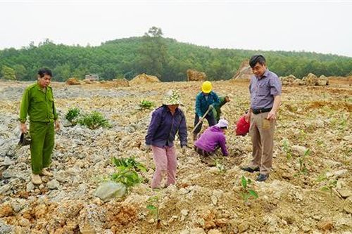 Cam Lộ: Bắt đầu trồng thử nghiệm 100 ha quế