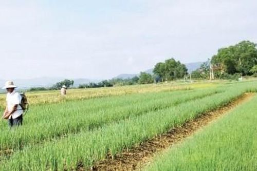 Kinh tế Nông nghiệp - Nông thôn Phát triển nông nghiệp hữu cơ