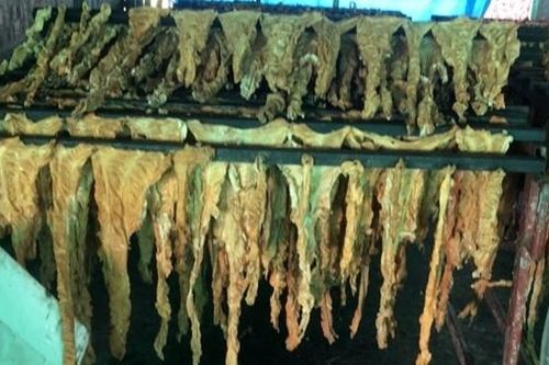 Chủ cơ sở kinh doanh phải tự tiêu hủy 7,5 tấn lòng lợn nhiễm dịch