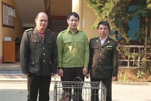 Lào Cai: Tiếp nhận nhiều thú hoang dã quý do người dân tự nguyện giao nộp