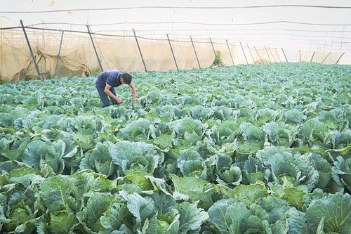 Phát triển nguồn rau sạch từ mối liên kết với nông dân
