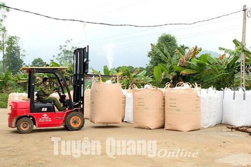 Triển vọng liên kết trồng ngô sinh khối