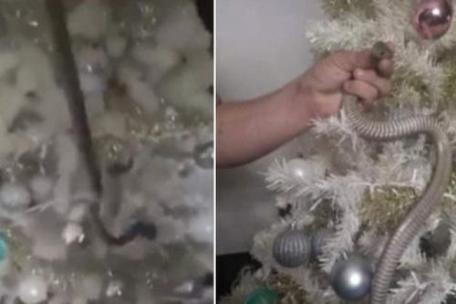Thấy sợi dây kim tuyến trang trí trên cây thông Noel bỗng chuyển động kỳ lạ, gia đình tá hỏa phát hiện Tử thần ngụy trang quá khéo