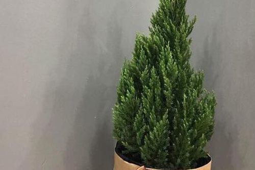 Lý do đặc biệt khiến năm nay nhiều ông bố bà mẹ đầu tư cây thông tươi đắt đỏ từ sớm để trang trí Noel, chủ shop hoa kêu 'cháy hàng'