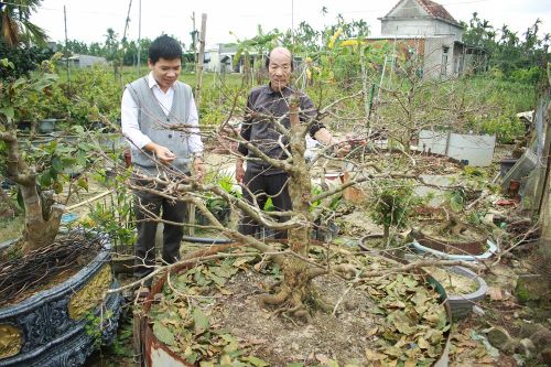 Quảng Ngãi: Thời tiết thất thường, nhà vườn lo mai nở muộn