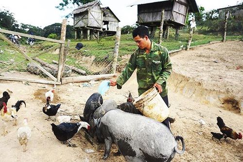 Chuyện A Da nuôi heo, chăm ngan thoát nghèo