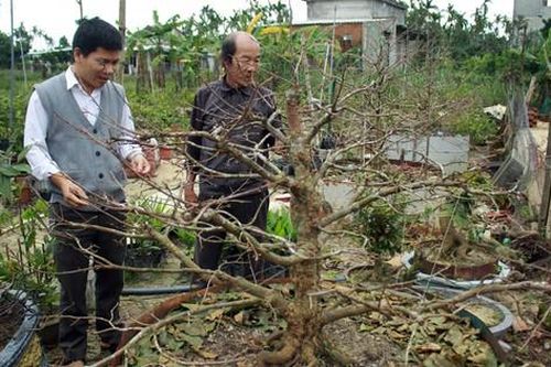 Quảng Ngãi: Tiết trời se lạnh, thách thức nhà vườn trồng hoa tết