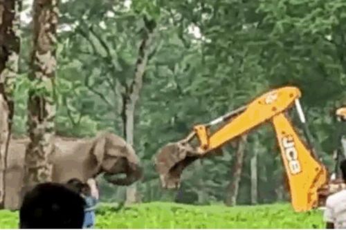 Voi mẹ hùng hổ lao tới 'đánh nhau' với máy xúc để bảo vệ con