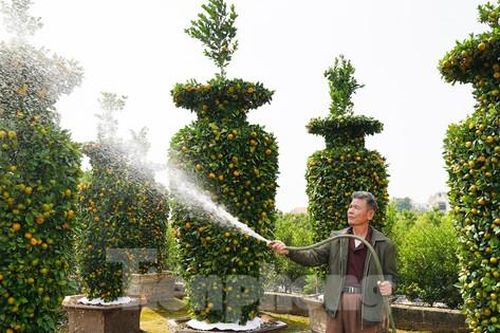 Độc đáo vườn quýt lục bình 'khủng' giá đắt đỏ sẵn sàng vào vụ Tết