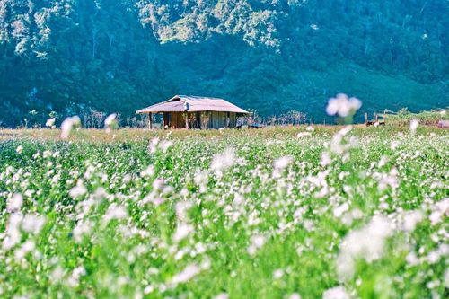 Trải nghiệm 'xuyên không' ở làng nguyên thủy Mộc Châu đẹp như Thụy Sỹ